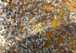 Beispiel: Carnica - Bienenvolk mit Zuchtkönigin