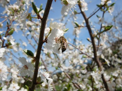 Biene auf Kirschpflaumenblüte.