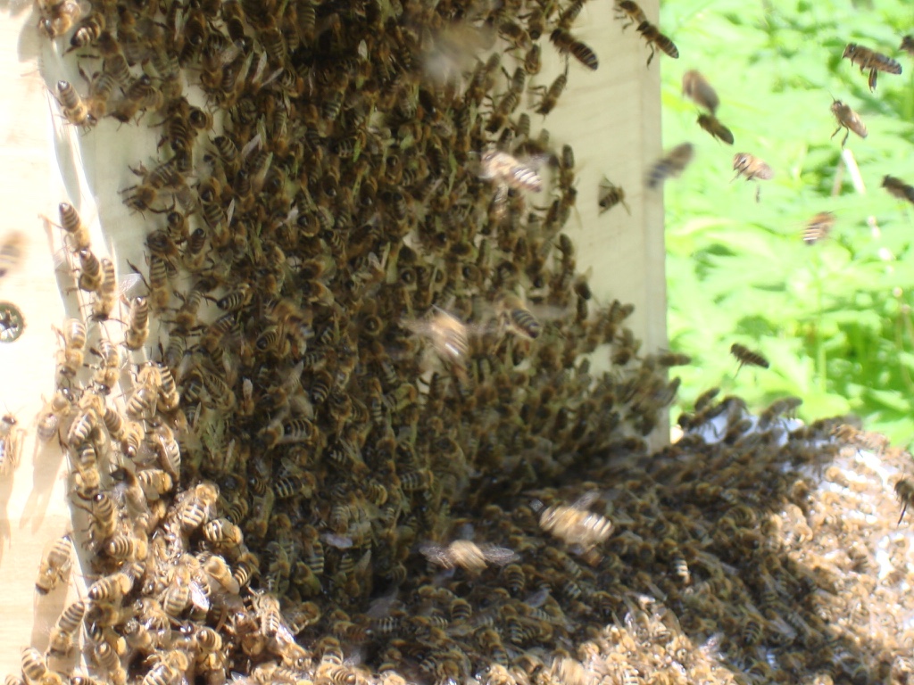 Bienenkiste: Sterzeln am Eingang