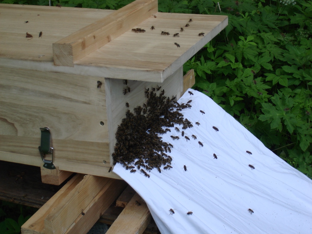 Bienenkiste: Schwarm fast drin
