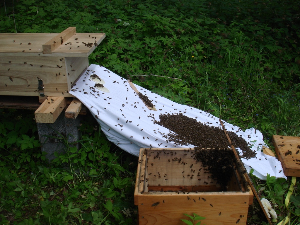 Bienenkiste: Ein neuer Schwarm