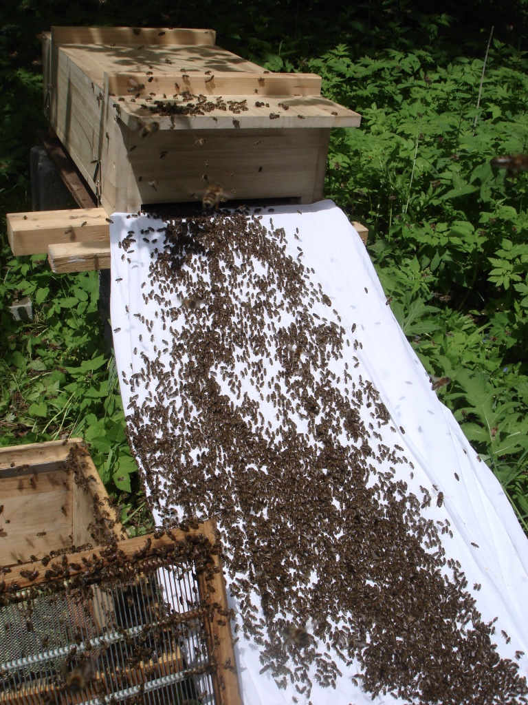 Bienenkiste: Schwarm orientiert sich zum Eingang