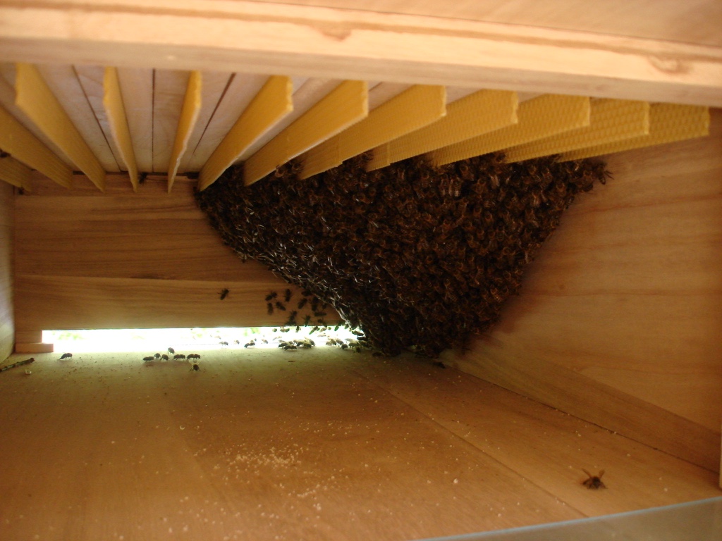 Bienenkiste: Schwarm eingezogen